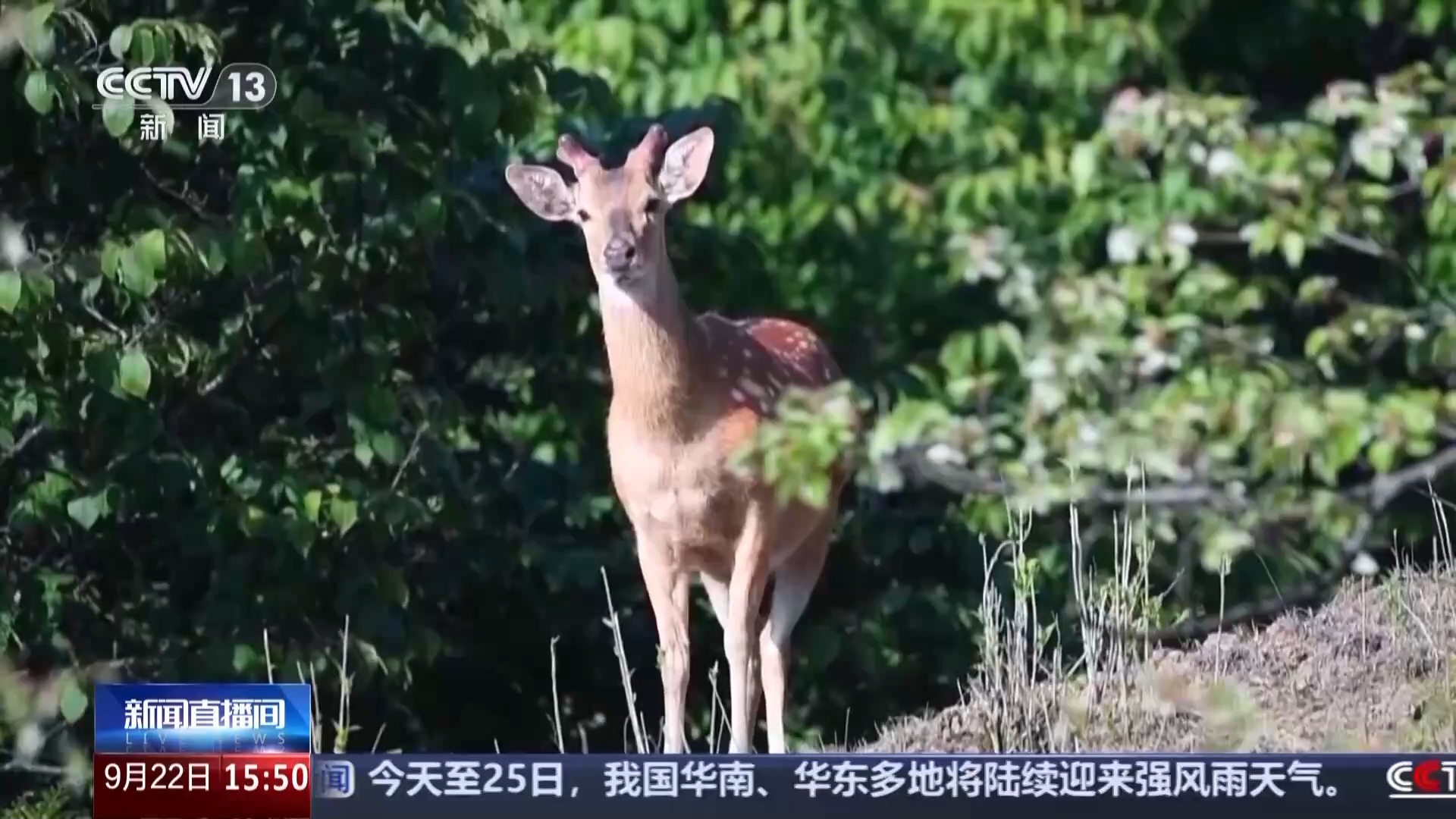有“大树王国”也有呦呦鹿鸣 探访天目山保护区的生态密码(图7)