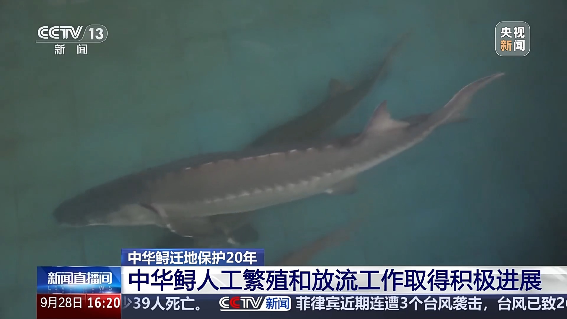 水族馆中对“ Firmgeon Dad”