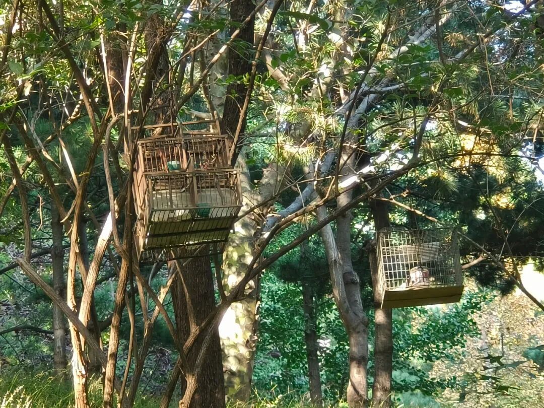 紧急提醒：立即报告此笼子！