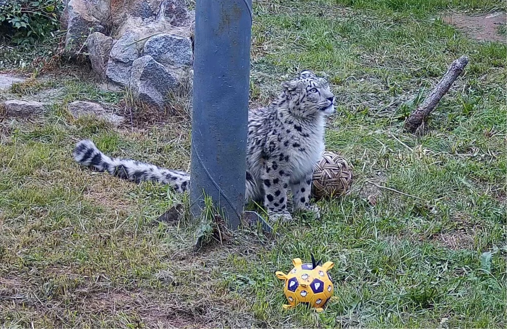 Spotlight Snow拯救了豹子：在审判后面的圣吉恩·胡