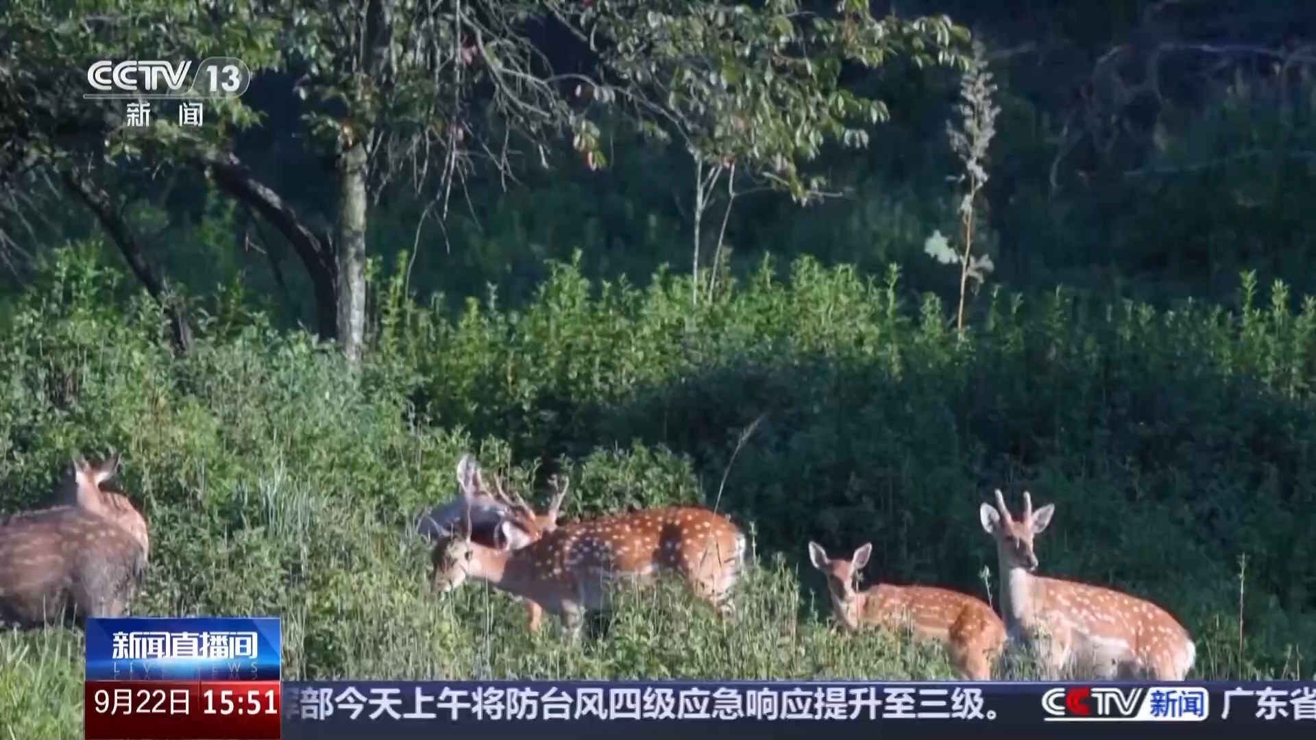 有“大树王国”也有呦呦鹿鸣 探访天目山保护区的生态密码(图8)