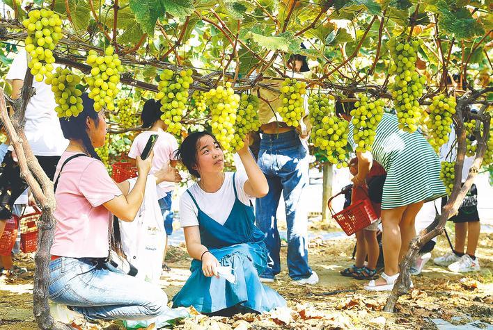 “ 9.9元三磅”和“ 80元一磅”：阳光后面的湖山的选择