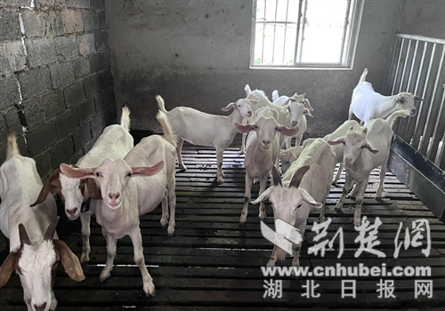 云西圭恩镇（Yunxi Guanfang Township）：山羊的繁殖扩