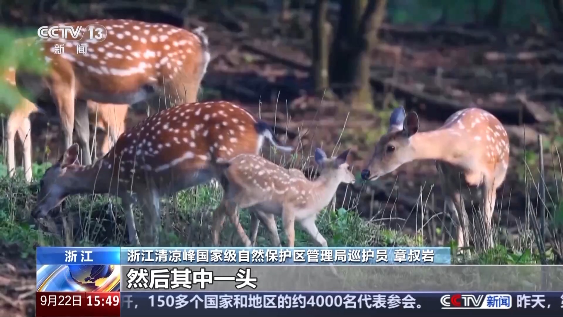 有“大树王国”也有呦呦鹿鸣 探访天目山保护区的生态密码(图6)