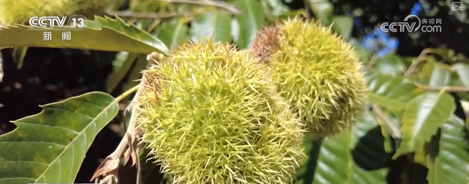 ˮͷ׼ȷġϡ˻͵ɽϣæȥҶӡ֡