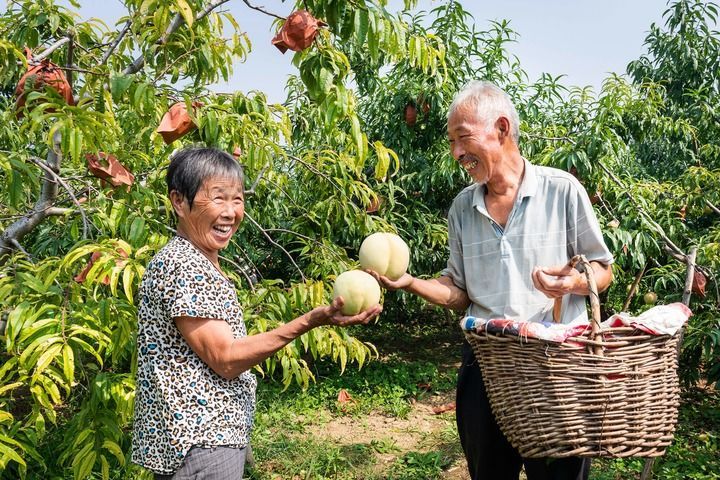 Shandong Feicheng：Feitao的“甜蜜工业连锁店”与丰富