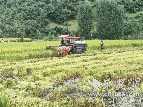 Xiyang City，Yunksi County的Guang Fang市政当局：冷水繁殖美味的食物，大米丰富了农