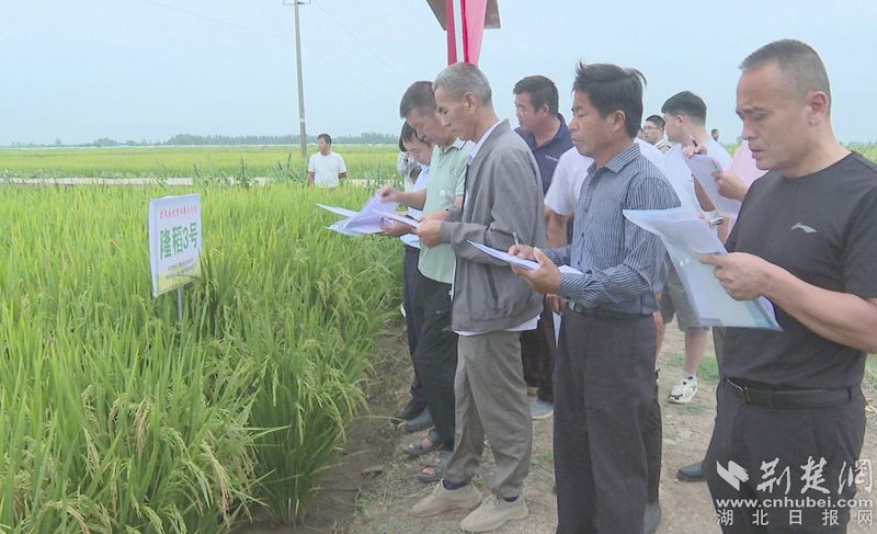 Tuanfeng County系列活动庆祝农民的收获节