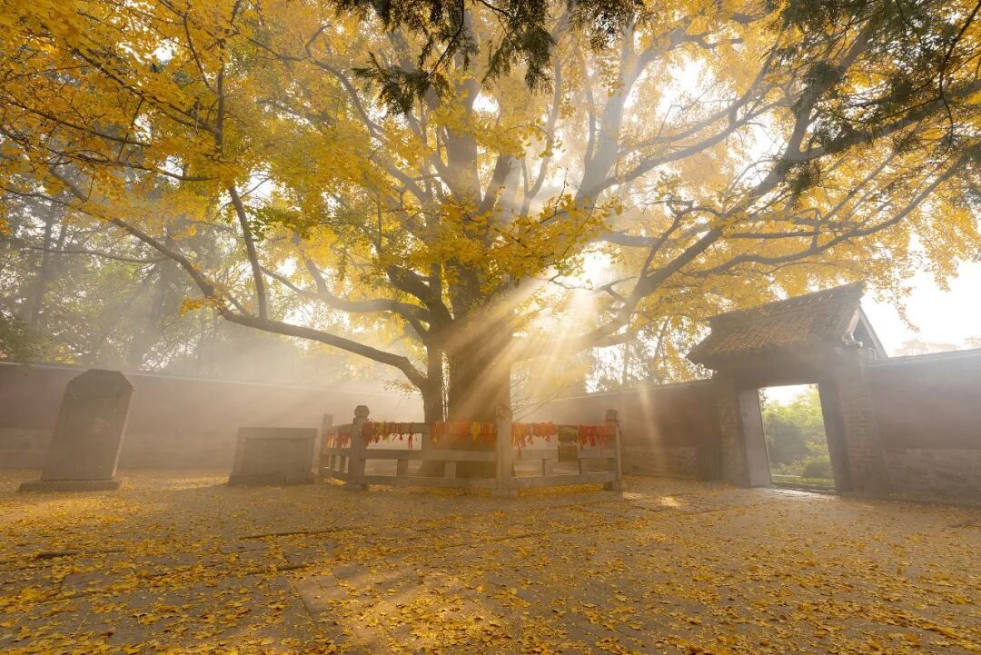 现在,我将向您介绍一