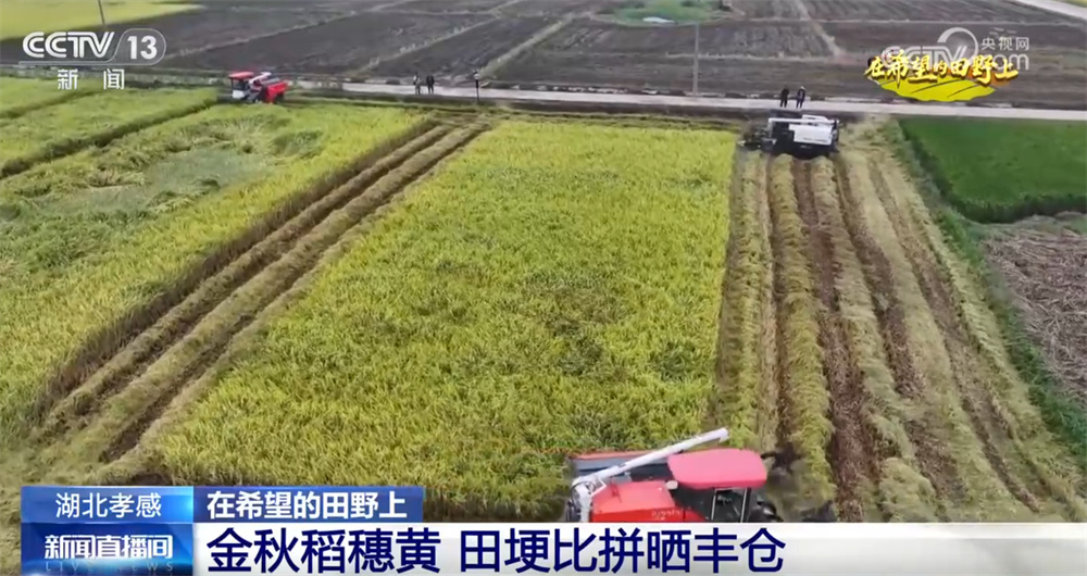 宽阔的乡村在9月的黄金秋季画了一个美丽的“出