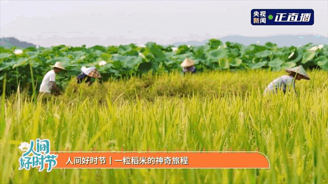 对抗！除了是经典餐，您还可以挤压油