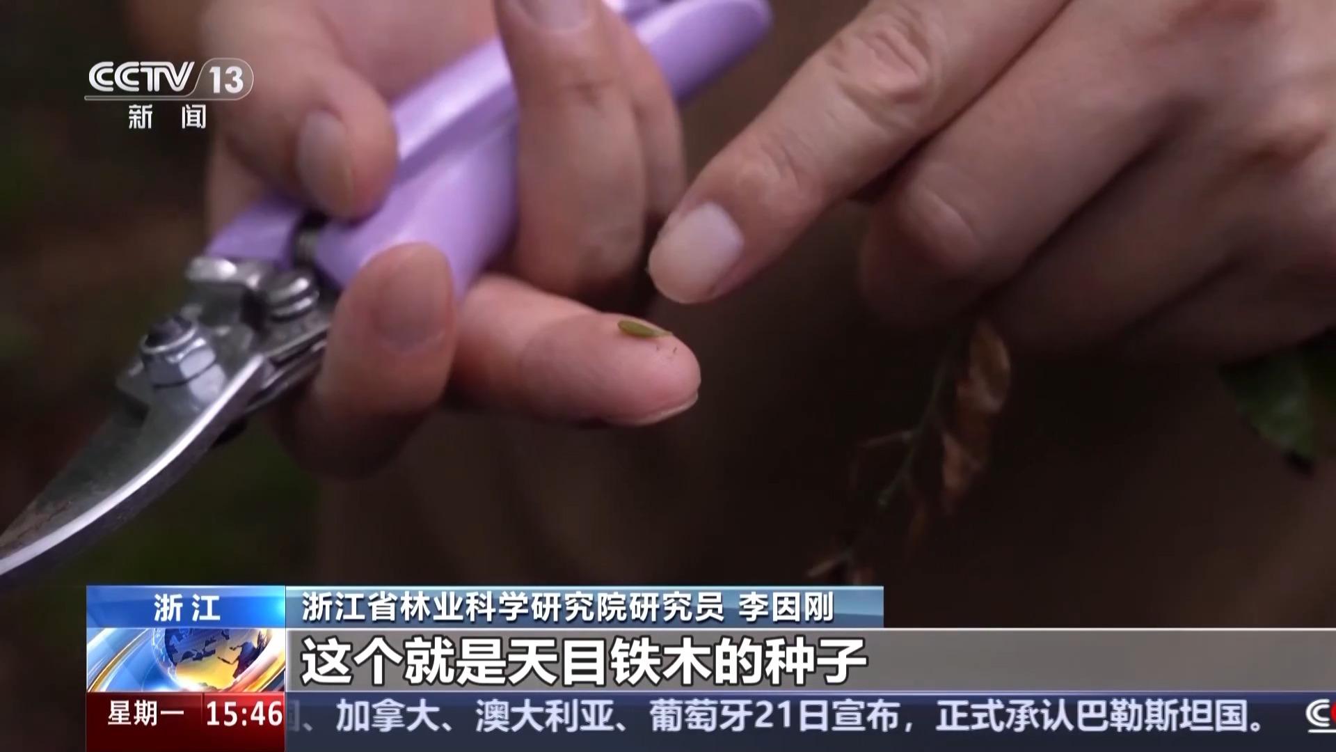 有“大树王国”也有呦呦鹿鸣 探访天目山保护区的生态密码(图3)