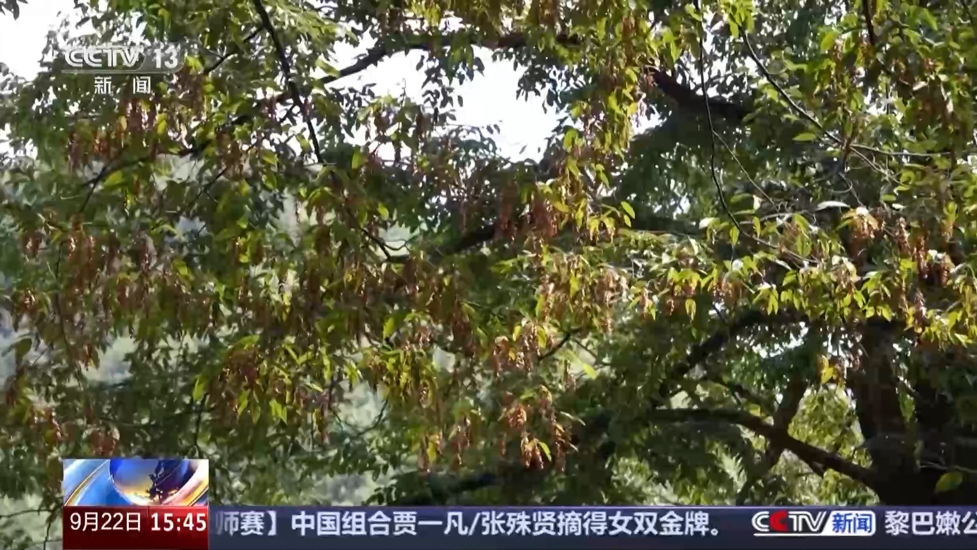 有“大树王国”也有呦呦鹿鸣 探访天目山保护区的生态密码(图2)