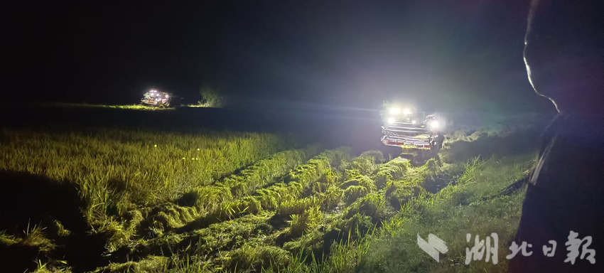 Yihe Town，Yingcheng，急于在夜间收获，以确保将米