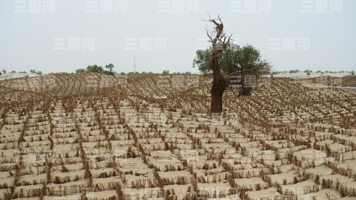 “绿色进度和沙子”的历史转变，新的江建立了