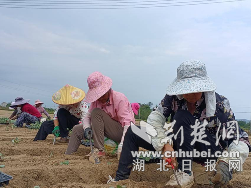 国际城扬街：领导“富蔬菜”种植的伟大家庭