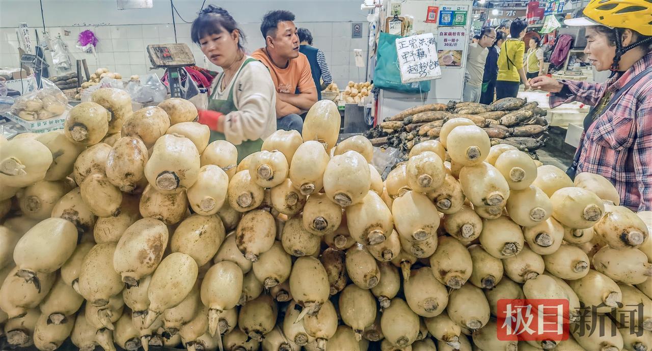 莲花池塘新鲜的莲花将在很多地方推出节