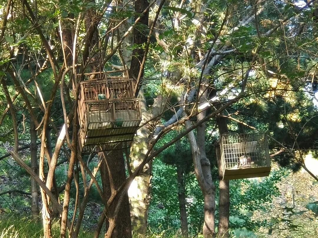 他们抵制非法狩猎野生动物。让我们知道您是否