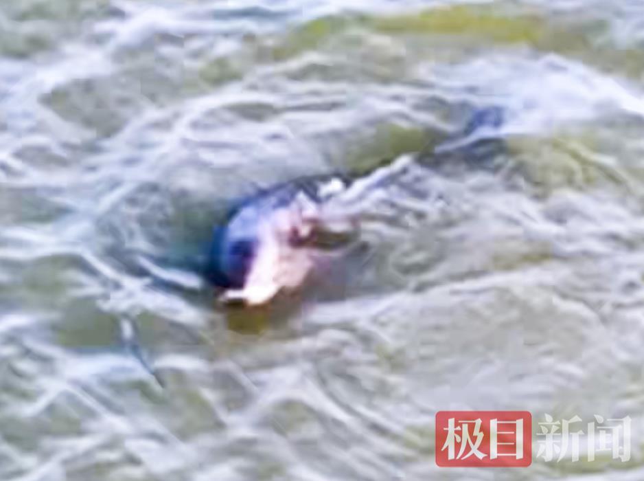 我应该和“微笑的天使”吃早餐？摄影师惊讶地