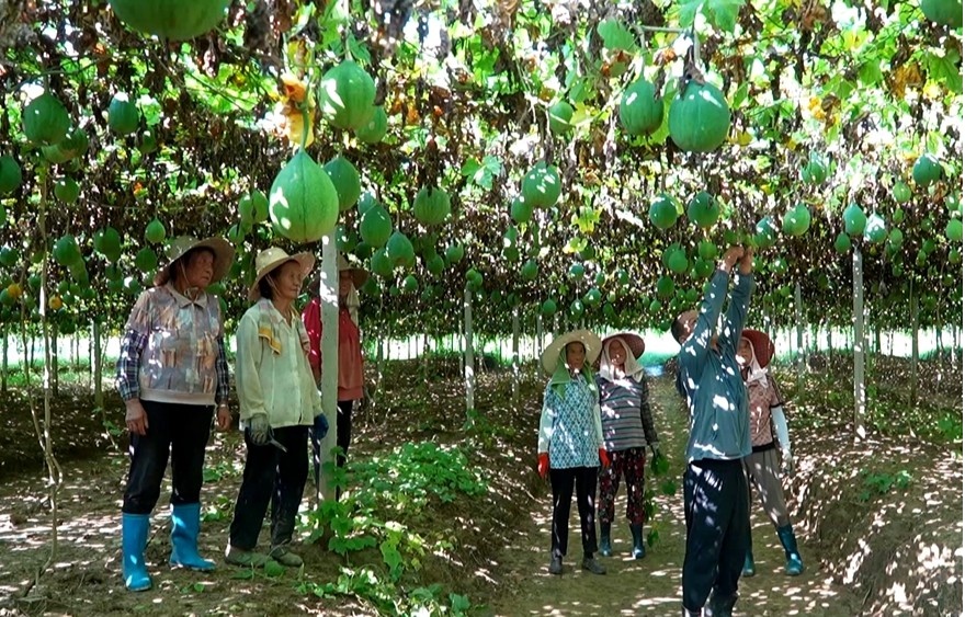 汤庄市的fang City：特殊种植园增加了景观，农业