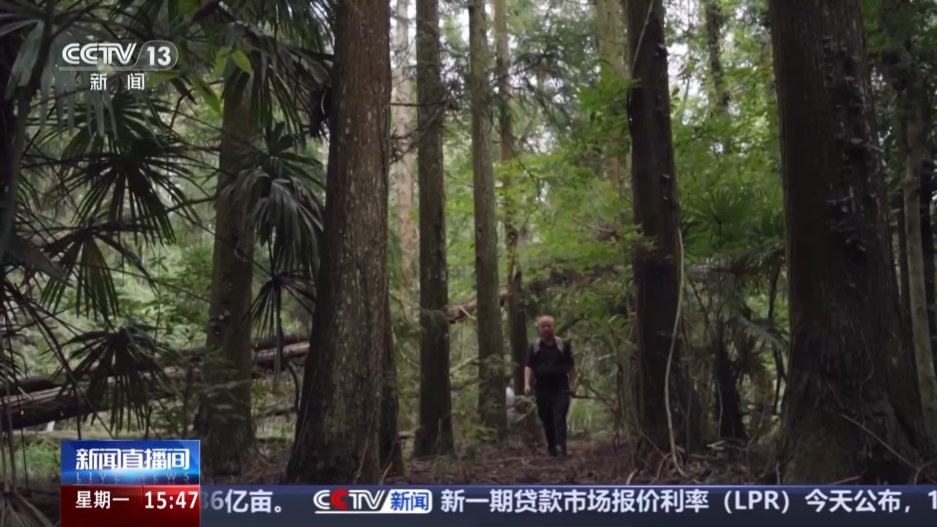 有“大树王国”也有呦呦鹿鸣 探访天目山保护区的生态密码(图5)