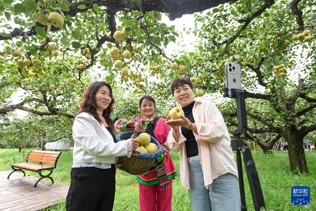 丹山（Dangshan），阿姆（Amhui）：梨花园（Pear G