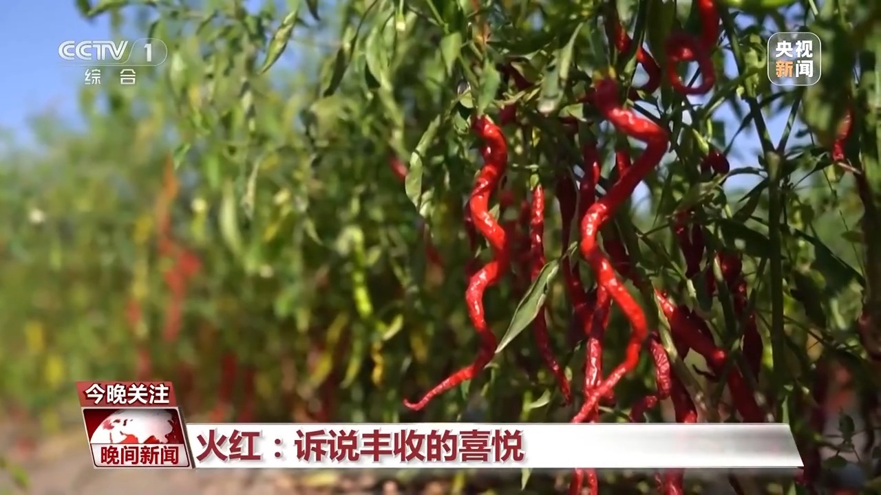 大地调色盘晒秋正当时！这幅五彩“丰”景图藏不住了(图3)