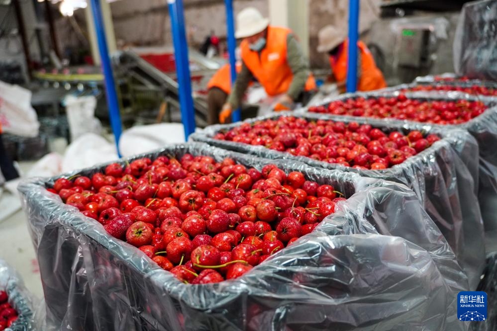 Chandon Singtai：霍桑（Hawthorn）成熟并且收获