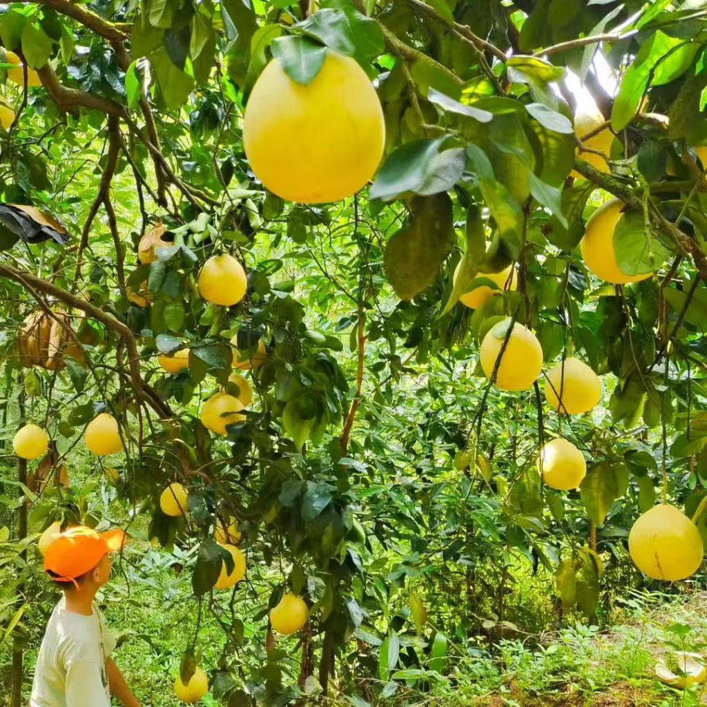 金秋风景好 最美是丰收——喜看各地“三农”好“丰”景