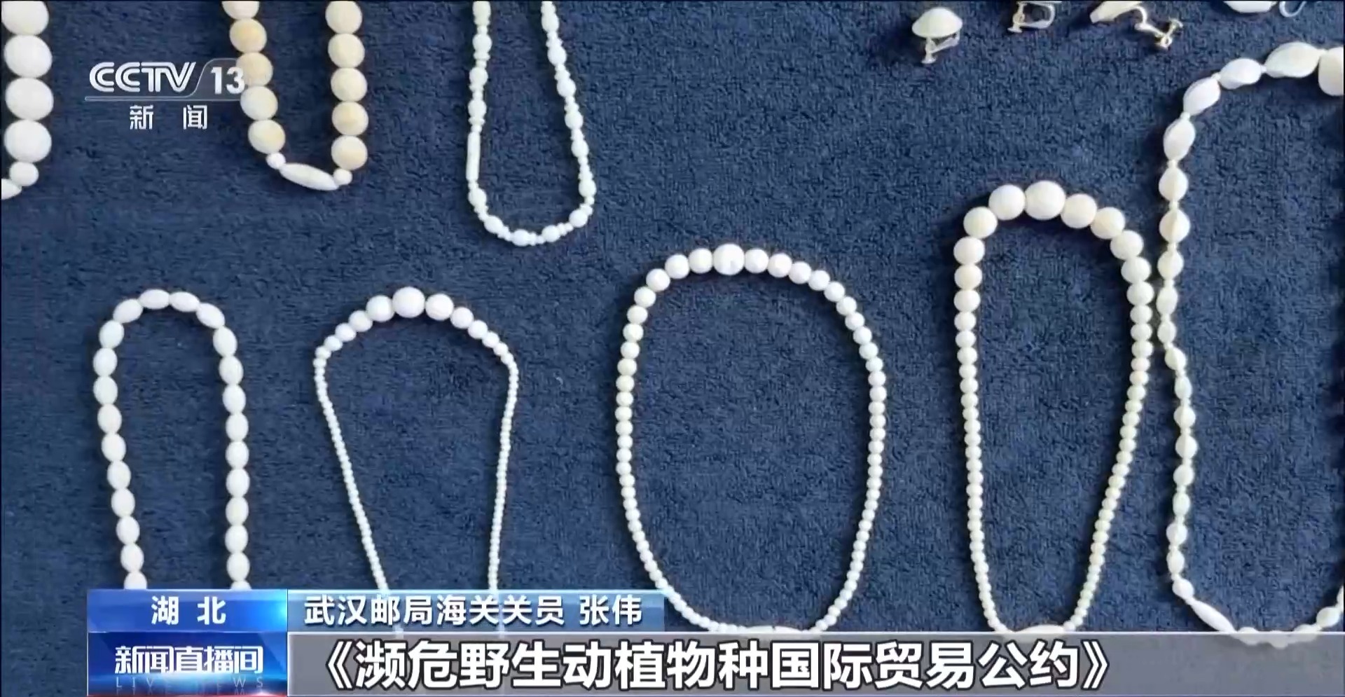 开云网站:严打“异宠”非法入境深圳机场口岸查获200余只昆虫类“异宠”(图9)