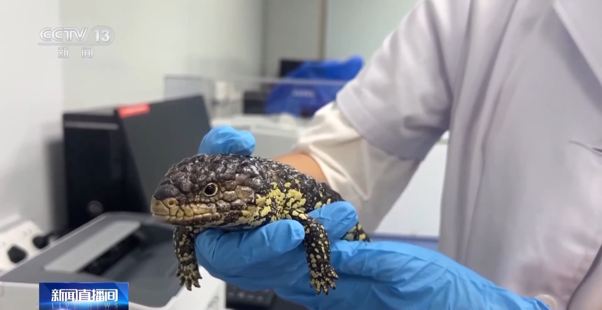 开云网站:严打“异宠”非法入境深圳机场口岸查获200余只昆虫类“异宠”(图3)