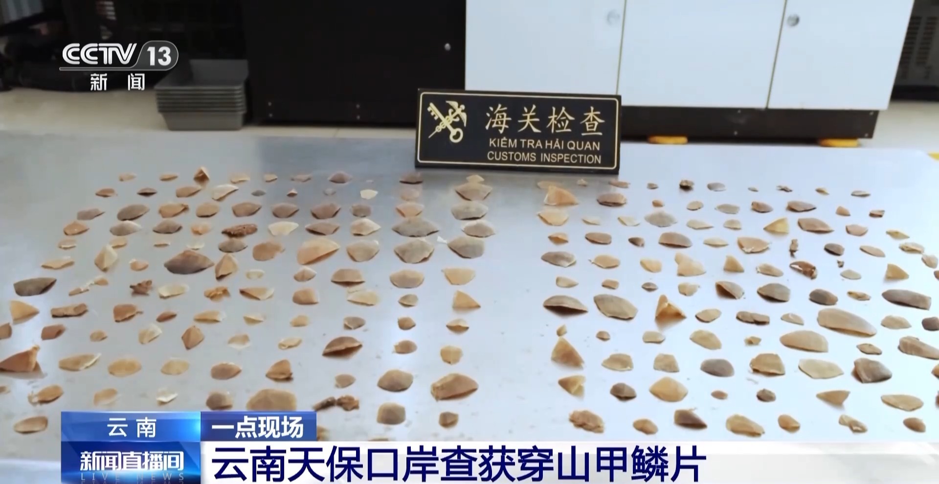 开云网站:严打“异宠”非法入境深圳机场口岸查获200余只昆虫类“异宠”(图6)