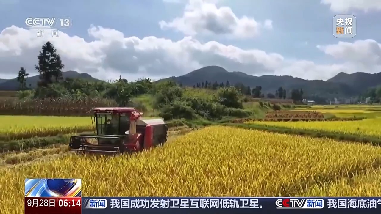 我国主要生产区的秋粒逐渐成熟，并导致大规模作物