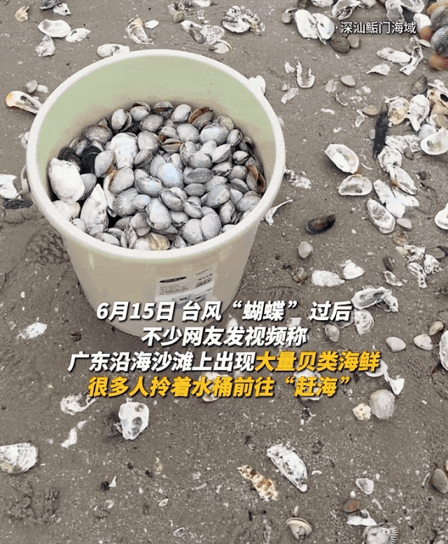 “我可以收集数百磅吗?”台风之后,海滩到处