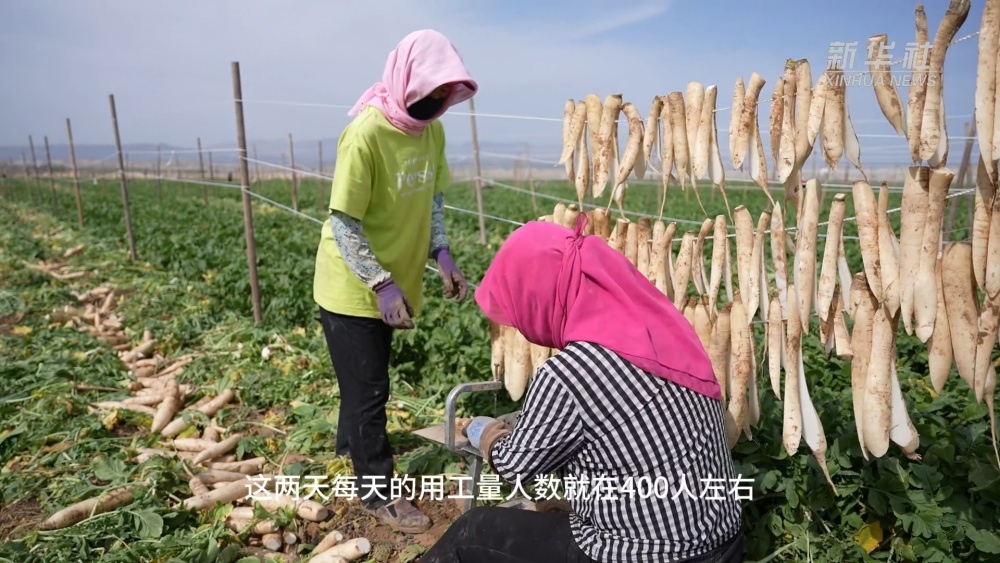 宁西·洪西（Ningxia Hongsi）堡：成千上万的良好萝