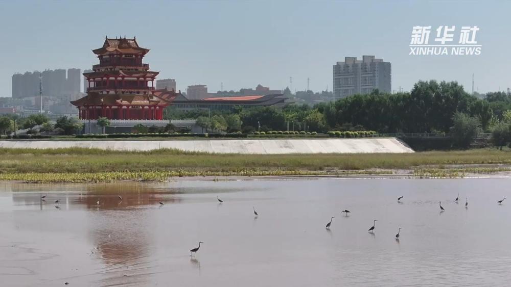Shanxi Hequ：不寻常的绘画鸟类绘画生态绘画