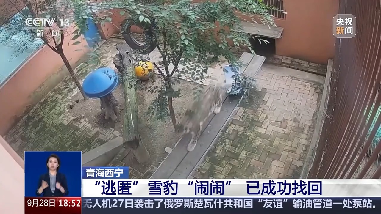 逃脱的雪豹被成功救出。搜索过程已发布→