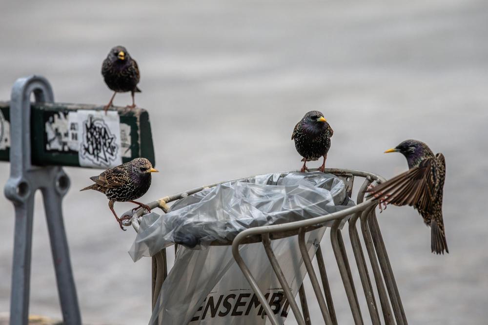 法国提高禽流感警戒级别并在全国范围内发布“