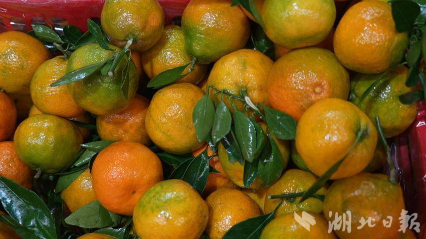 丹江口市浚县：熟橙果香，采收销售热闹。