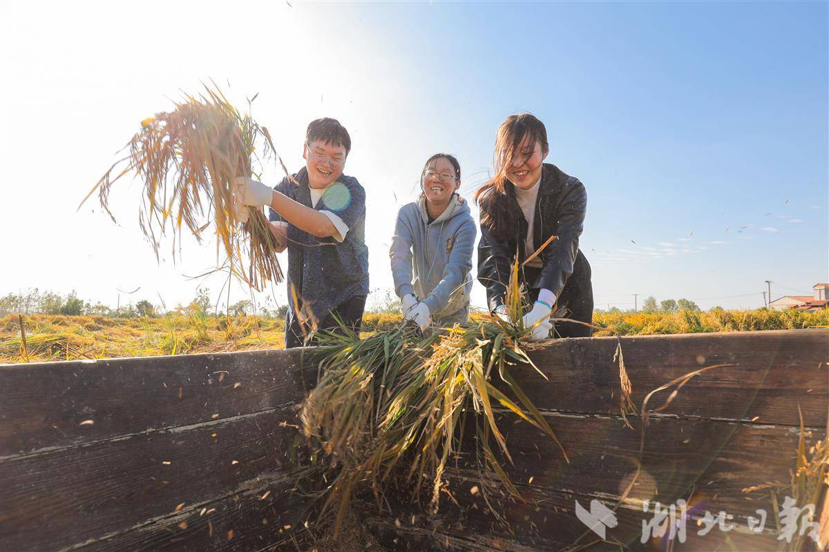湖里的多倍体水稻已经成熟，硕士、博士生正在