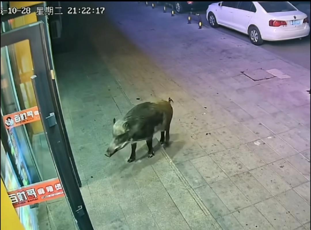 һҹ֮䣬һҲ͹ݱҰϮҵţҰڸõܳ