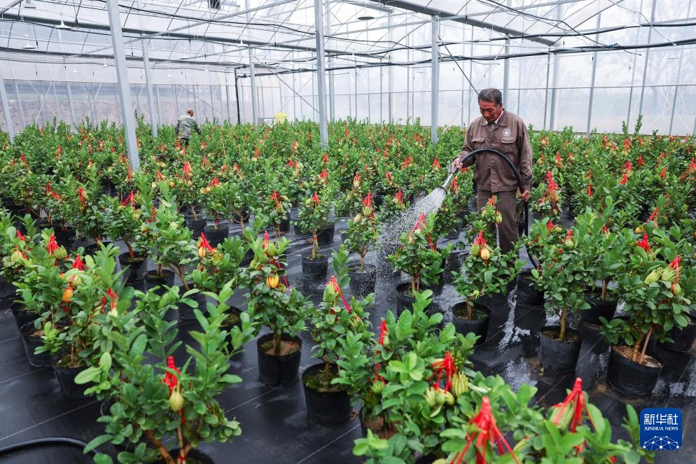 “佛手之乡”推动产业