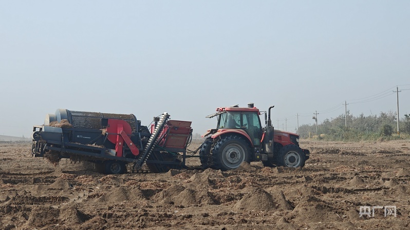 新品质、新创造、大军丨沙漠里长出的“金豆”