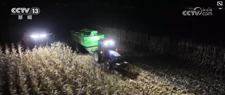 应对严寒保秋收：大型收割机昼夜作业，各地全