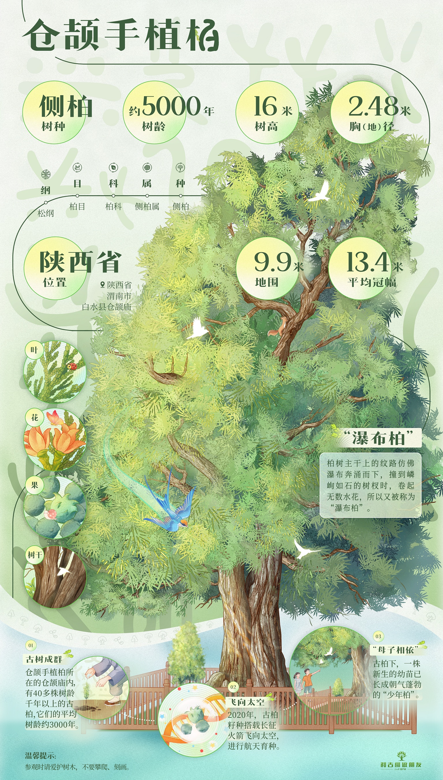 与古树交朋友！现在，我走近了这棵五千年的柏