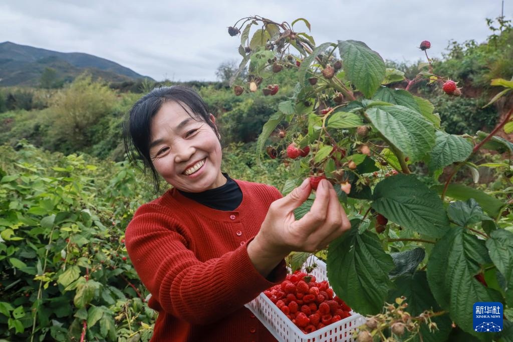 甘肃宕昌：种植红树莓助力农民增收