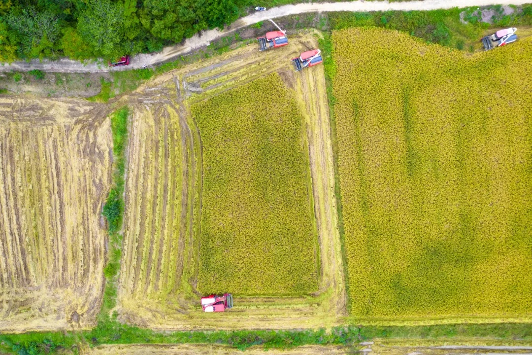 实力就在列表里!黄陂再添一张“省名片”
