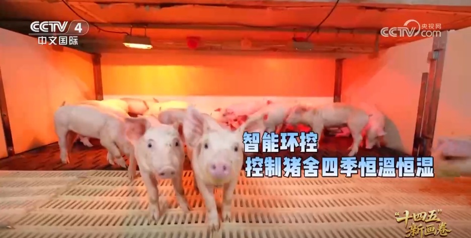 小猪“爬楼梯”，仙人掌进入“船艏楼”。现代