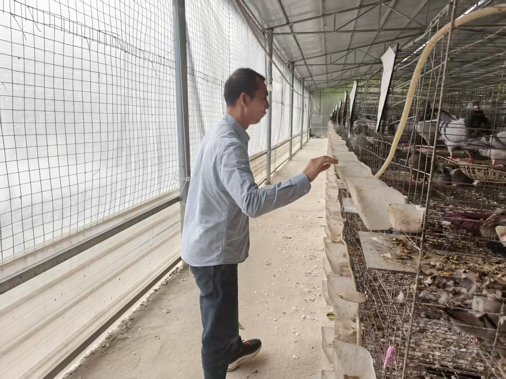 乡村振兴路上“鸽子”之声嘹亮