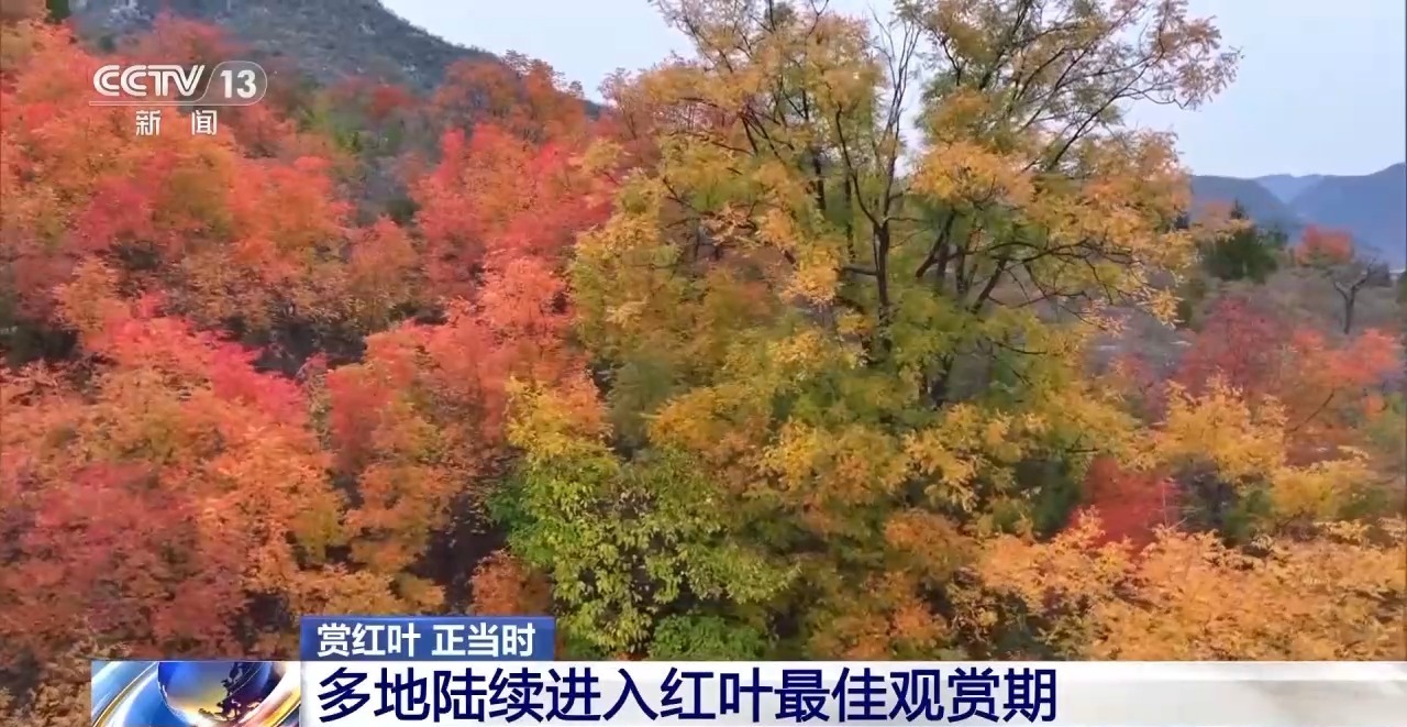 大自然穿上了“红衣”，许多地方都迎来了赏红